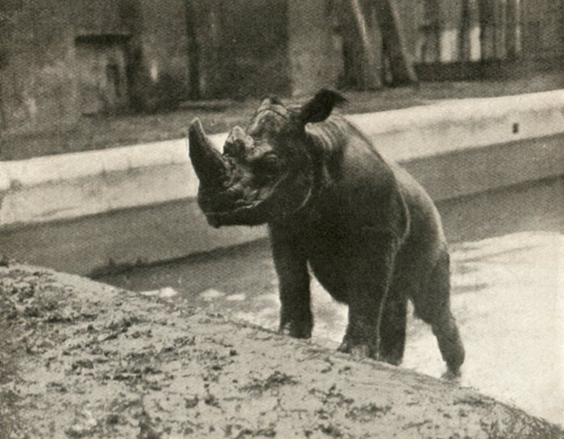 Sumatran rhinoceros (Dicerorhinus sumatrensis); DISPLAY FULL IMAGE.