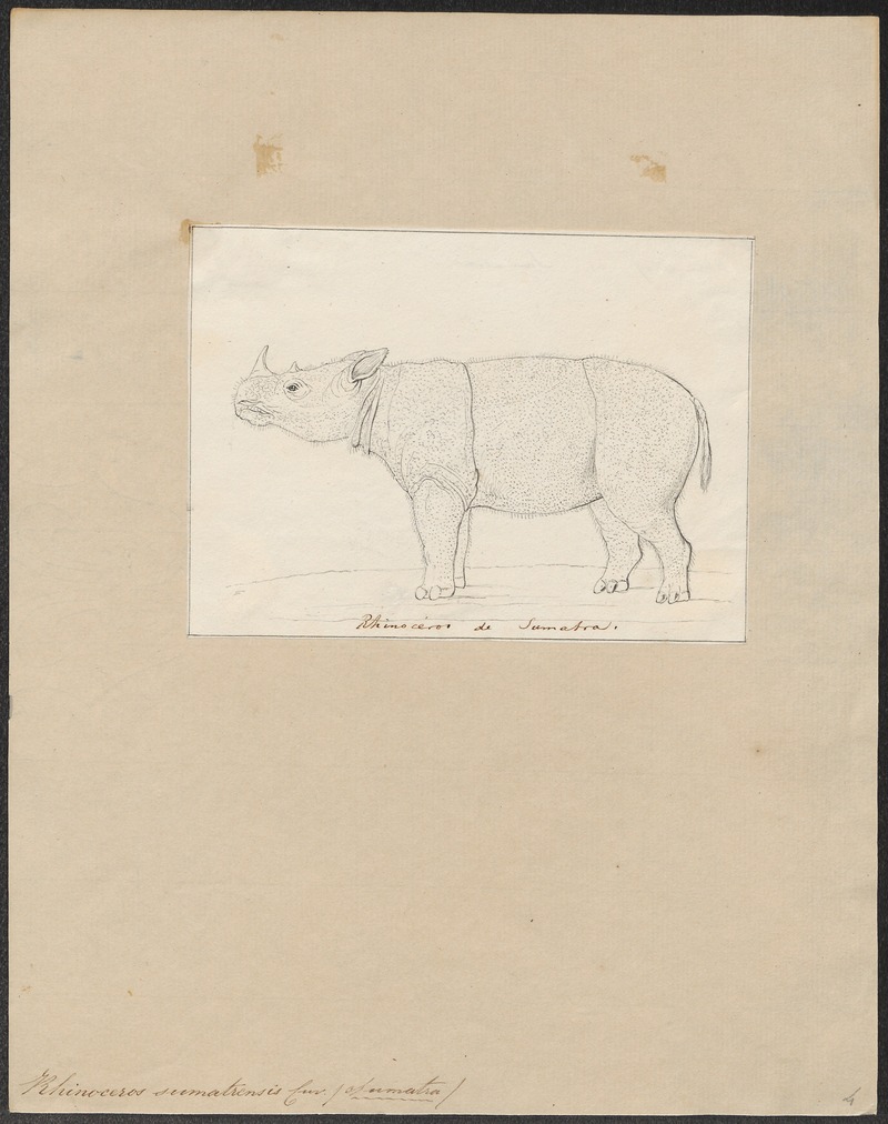 Sumatran rhinoceros (Dicerorhinus sumatrensis); DISPLAY FULL IMAGE.