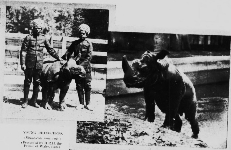Sumatran rhinoceros (Dicerorhinus sumatrensis); DISPLAY FULL IMAGE.