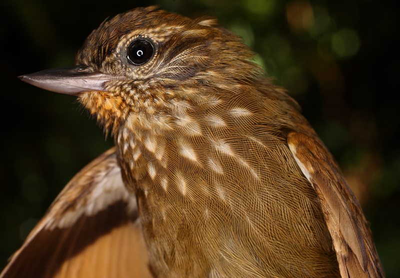 wedge-billed woodcreeper (Glyphorynchus spirurus); DISPLAY FULL IMAGE.