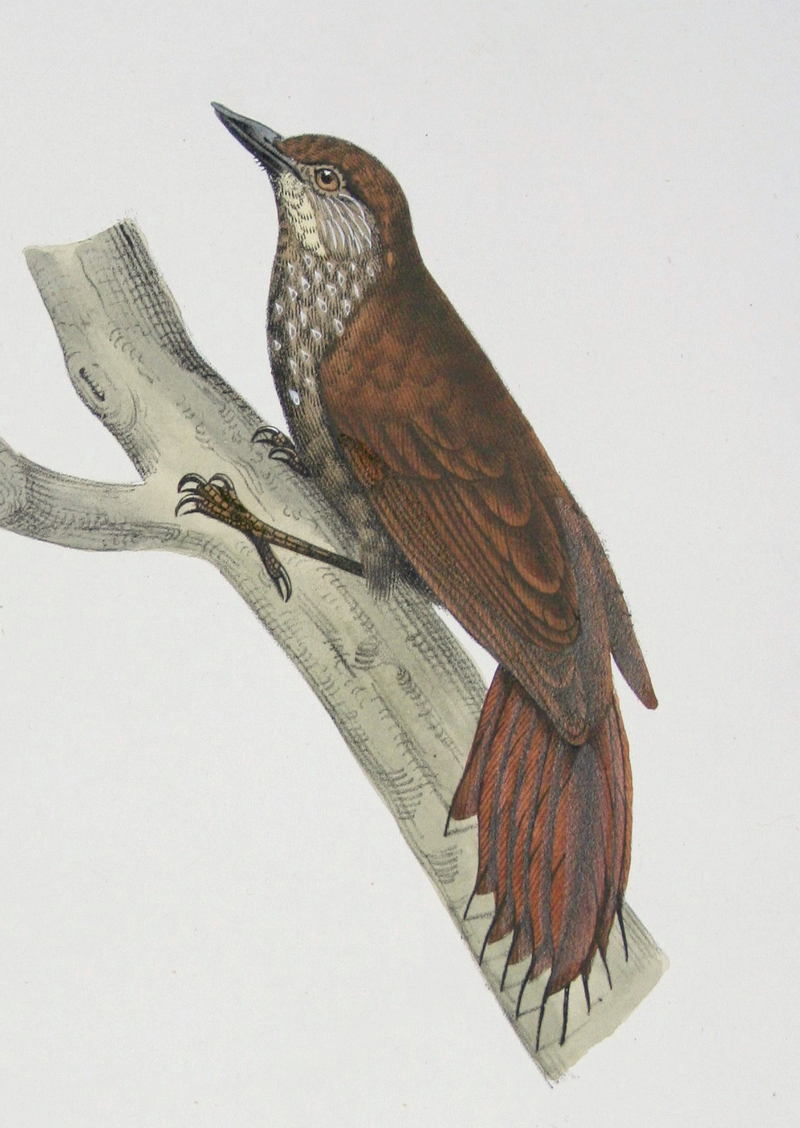 wedge-billed woodcreeper (Glyphorynchus spirurus); DISPLAY FULL IMAGE.