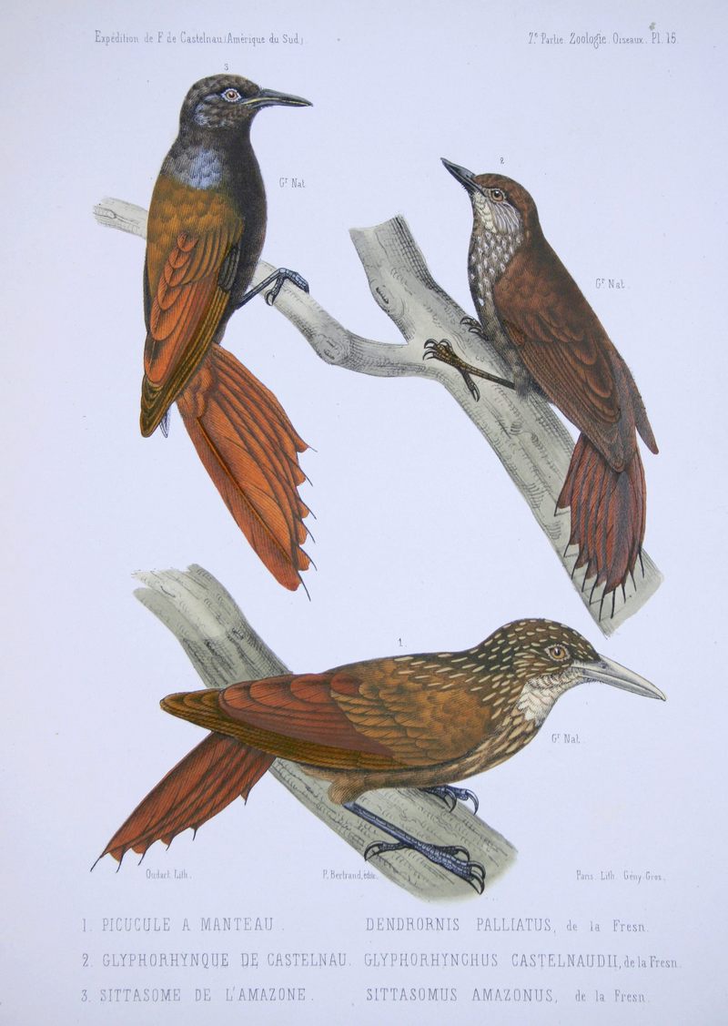 olivaceous woodcreeper (Sittasomus griseicapillus), wedge-billed woodcreeper (Glyphorynchus spirurus), striped woodcreeper (Xiphorhynchus obsoletus); DISPLAY FULL IMAGE.