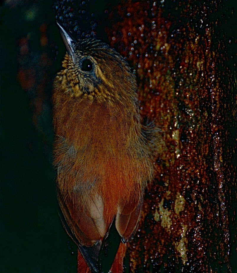 wedge-billed woodcreeper (Glyphorynchus spirurus); DISPLAY FULL IMAGE.