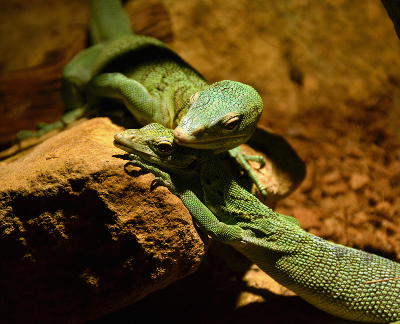 emerald tree monitor (Varanus prasinus); DISPLAY FULL IMAGE.