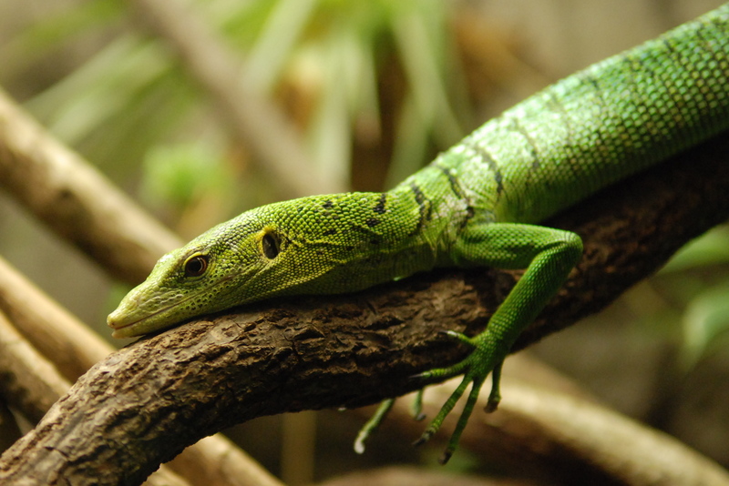 emerald tree monitor (Varanus prasinus); DISPLAY FULL IMAGE.