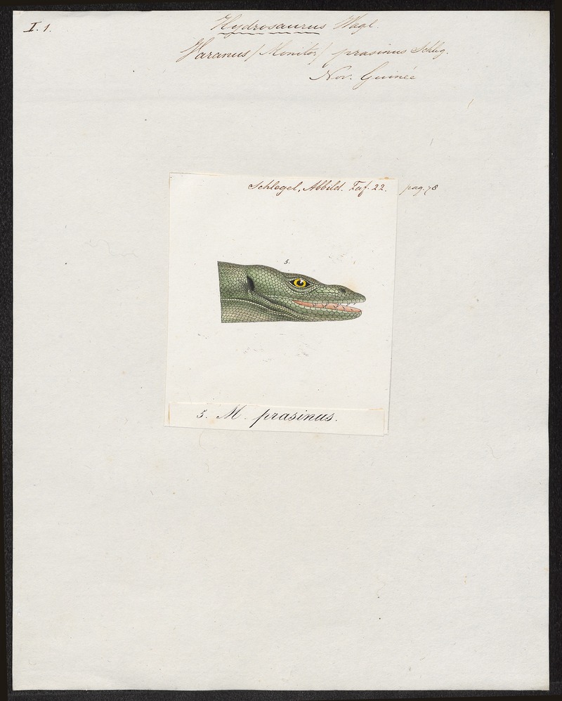 emerald tree monitor (Varanus prasinus); DISPLAY FULL IMAGE.