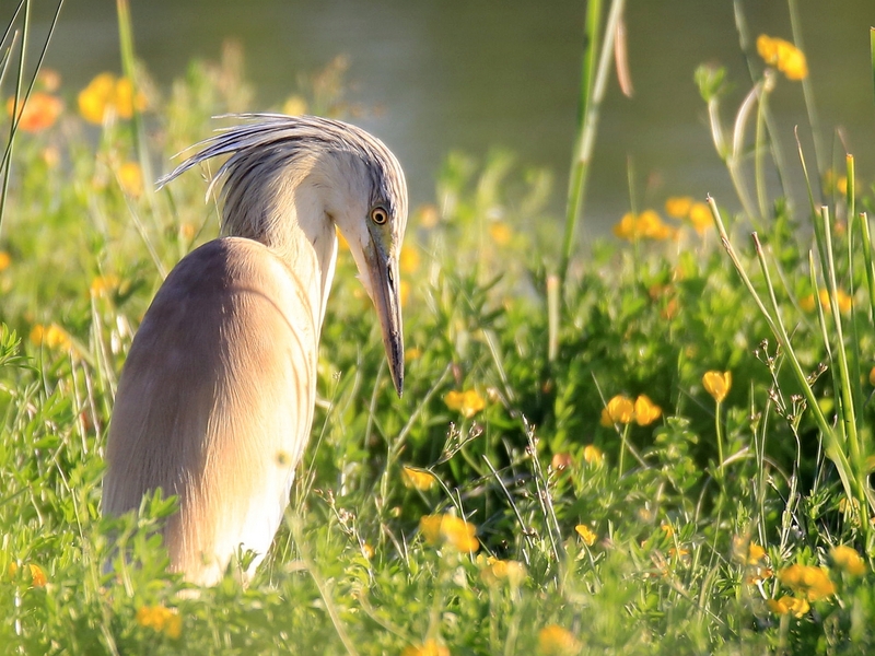 squacco heron (Ardeola ralloides); DISPLAY FULL IMAGE.