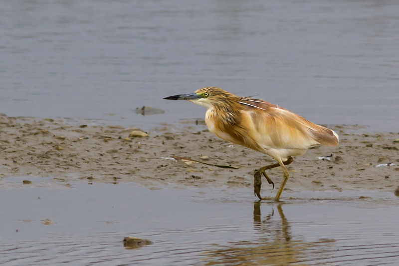 squacco heron (Ardeola ralloides); DISPLAY FULL IMAGE.