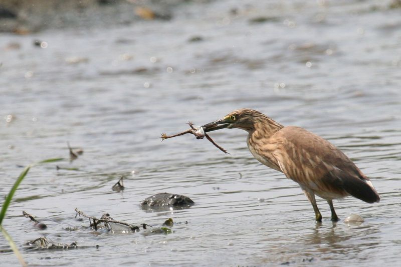 squacco heron (Ardeola ralloides); DISPLAY FULL IMAGE.