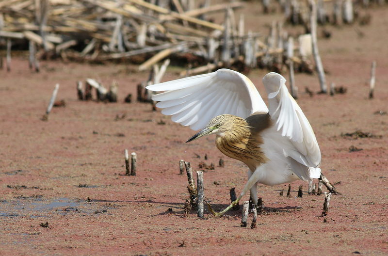 squacco heron (Ardeola ralloides); DISPLAY FULL IMAGE.