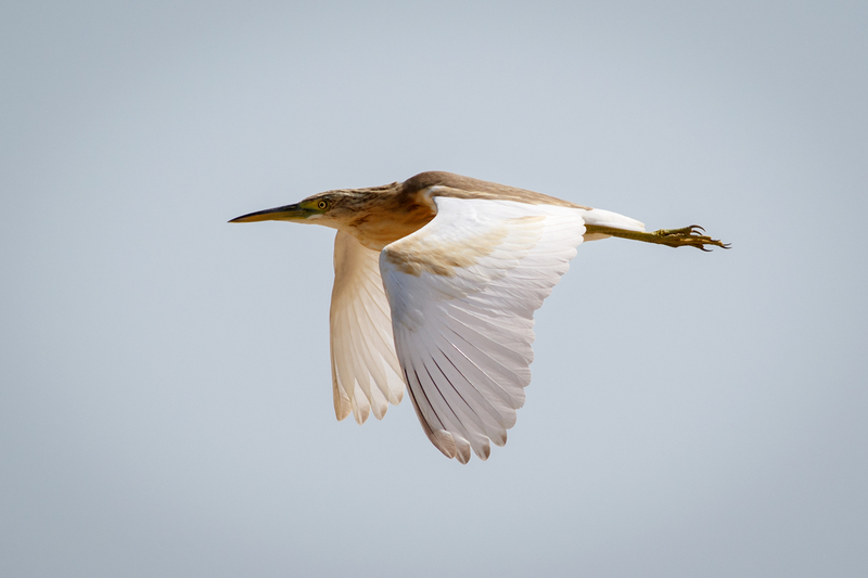 squacco heron (Ardeola ralloides); DISPLAY FULL IMAGE.