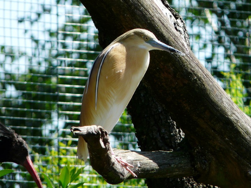 squacco heron (Ardeola ralloides); DISPLAY FULL IMAGE.