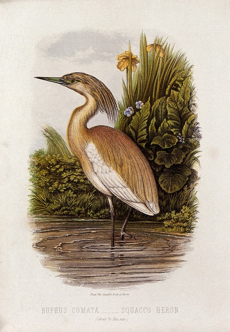 squacco heron (Ardeola ralloides); DISPLAY FULL IMAGE.