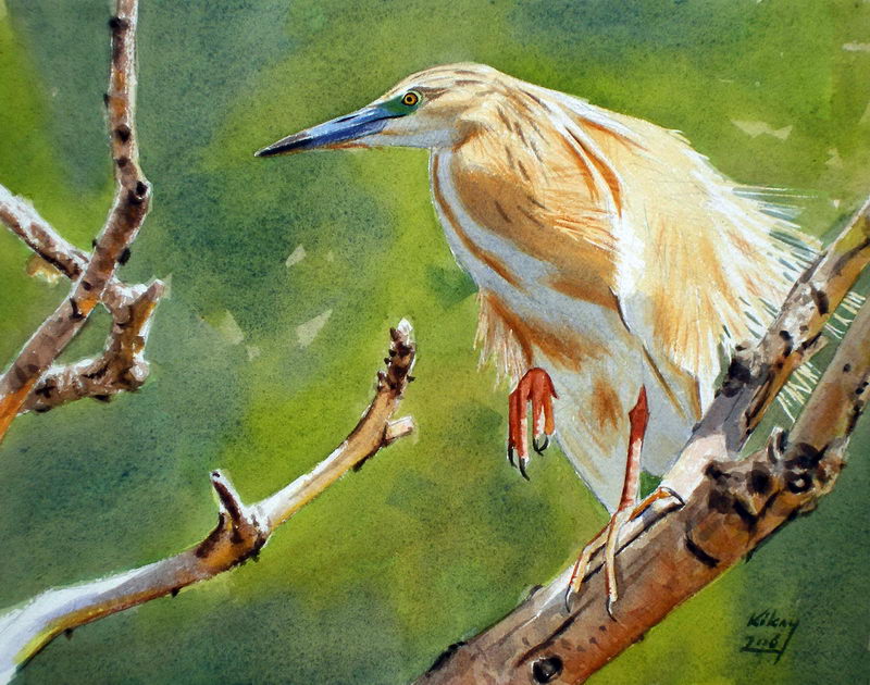 squacco heron (Ardeola ralloides); DISPLAY FULL IMAGE.