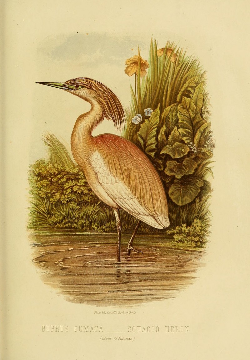 squacco heron (Ardeola ralloides); DISPLAY FULL IMAGE.