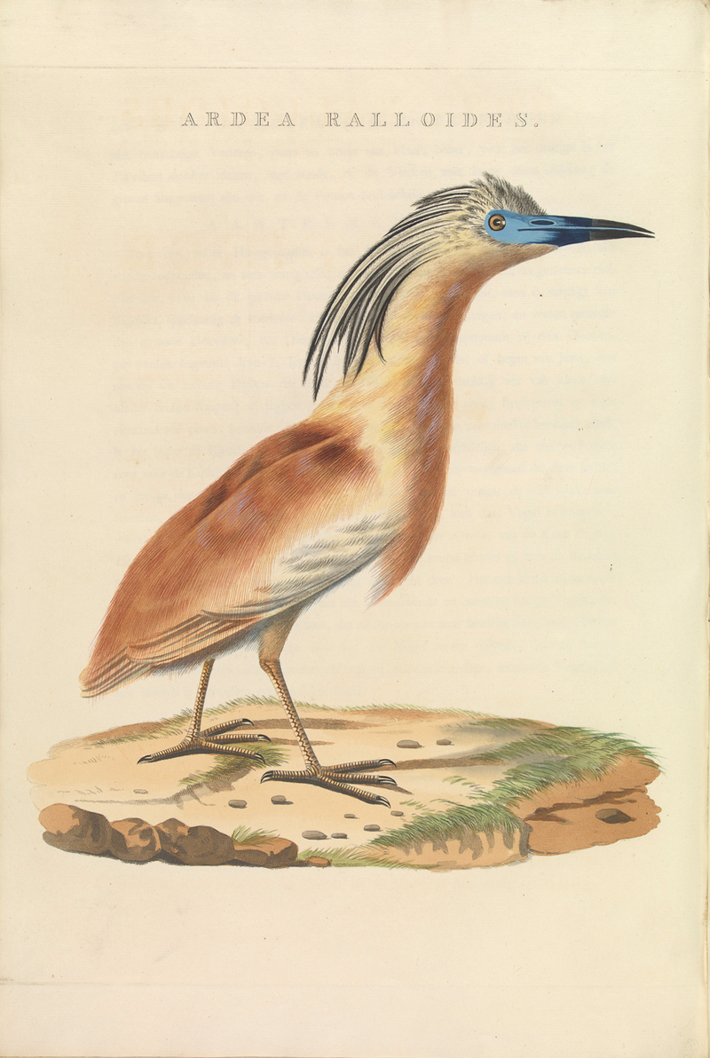 squacco heron (Ardeola ralloides); DISPLAY FULL IMAGE.