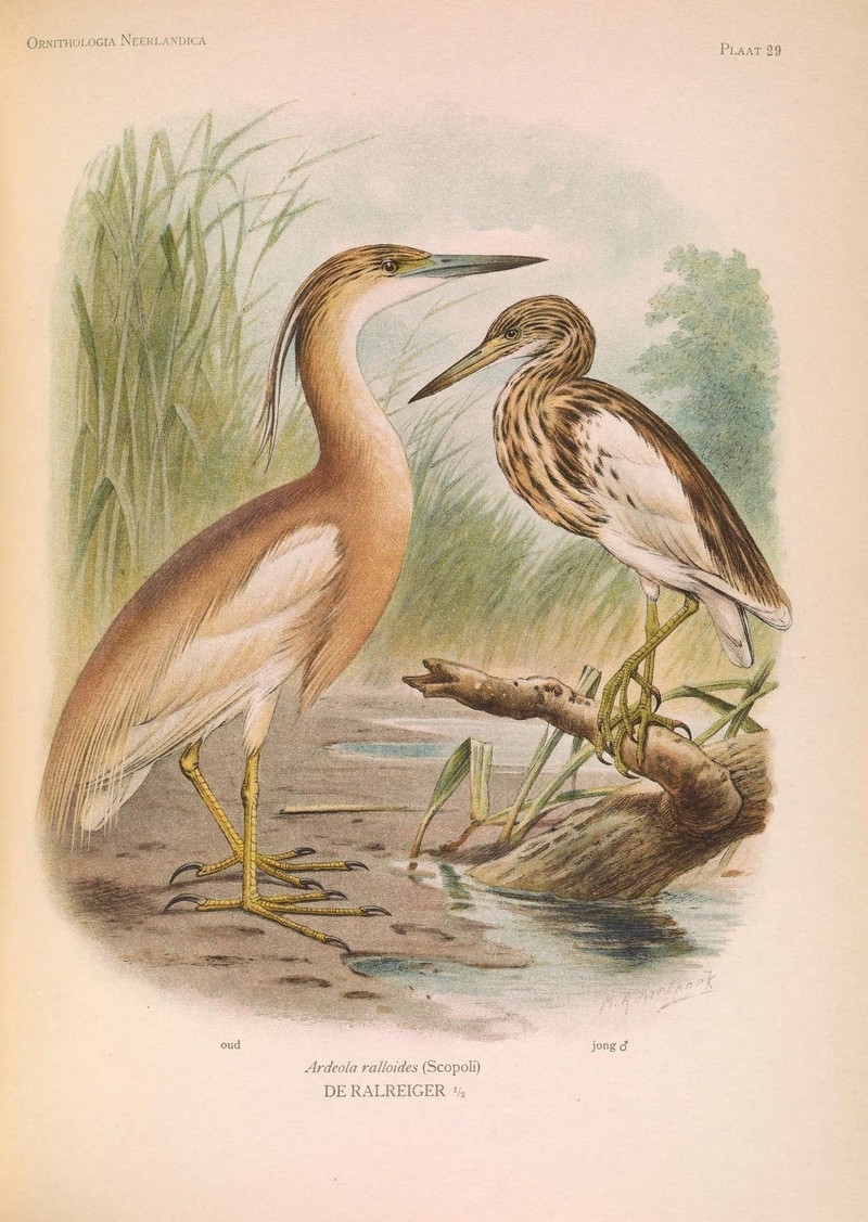 squacco heron (Ardeola ralloides); DISPLAY FULL IMAGE.