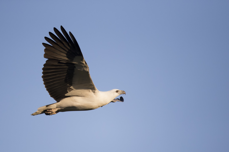 white-bellied sea eagle (Haliaeetus leucogaster); DISPLAY FULL IMAGE.