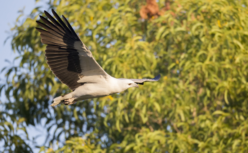 white-bellied sea eagle (Haliaeetus leucogaster); DISPLAY FULL IMAGE.