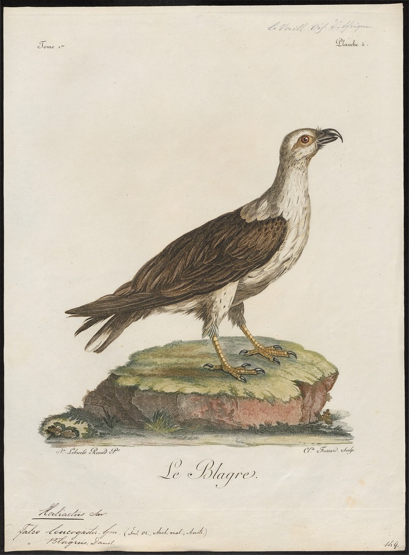 white-bellied sea eagle (Haliaeetus leucogaster); DISPLAY FULL IMAGE.