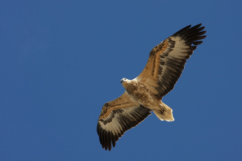 white-bellied sea eagle (Haliaeetus leucogaster); DISPLAY FULL IMAGE.