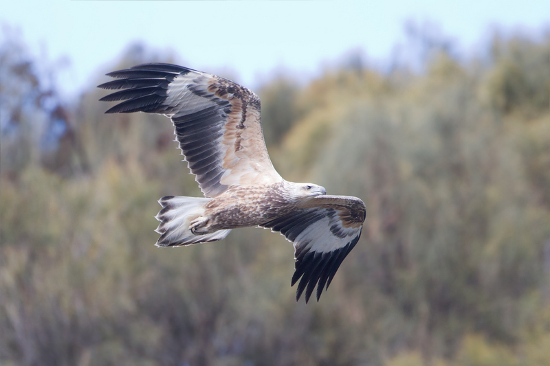 white-bellied sea eagle (Haliaeetus leucogaster); DISPLAY FULL IMAGE.