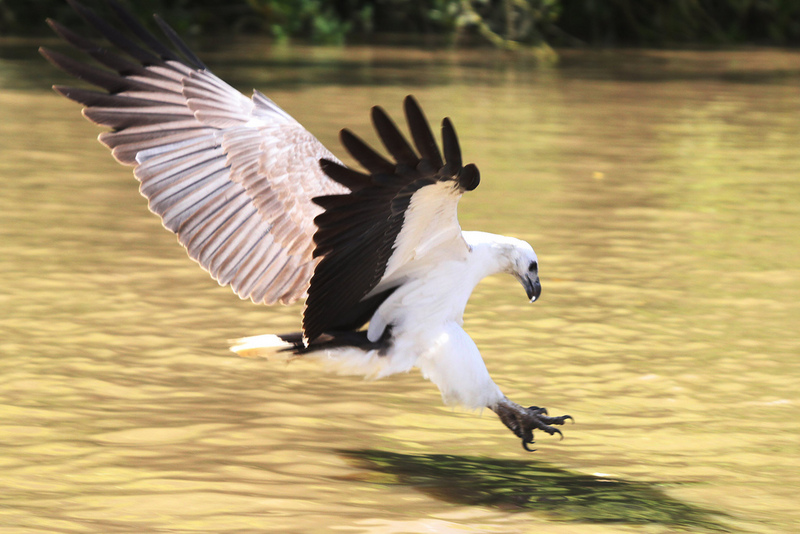white-bellied sea eagle (Haliaeetus leucogaster); DISPLAY FULL IMAGE.