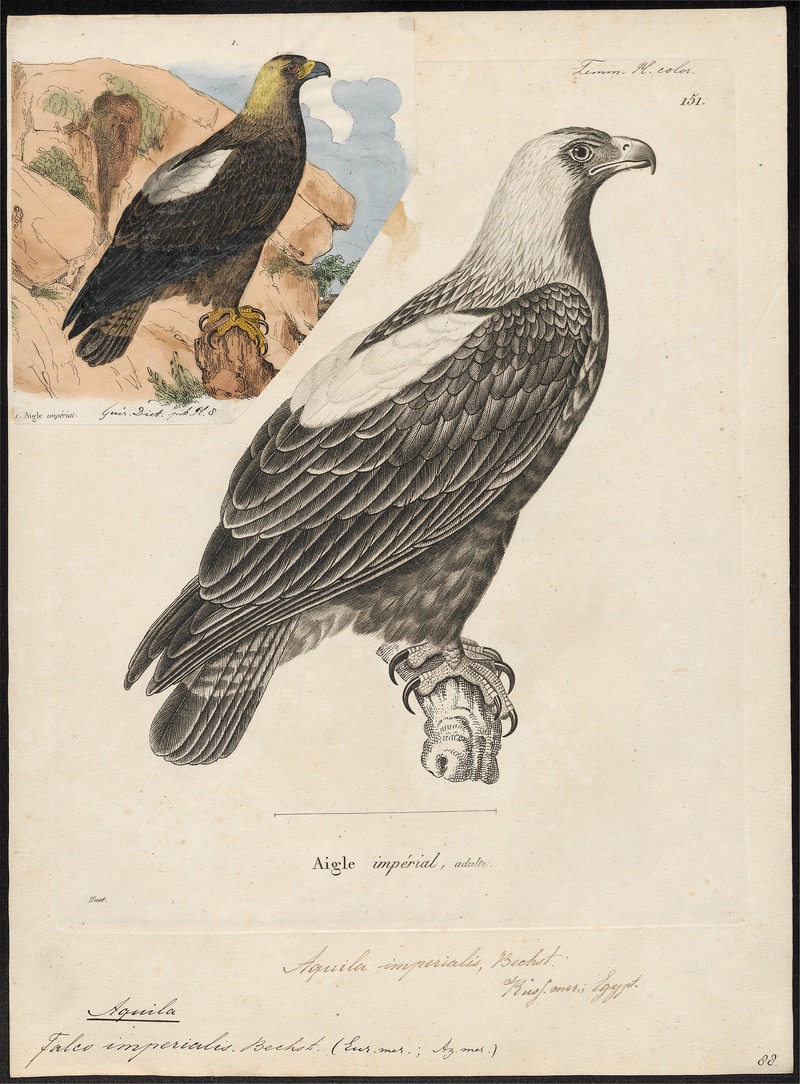 eastern imperial eagle (Aquila heliaca); DISPLAY FULL IMAGE.