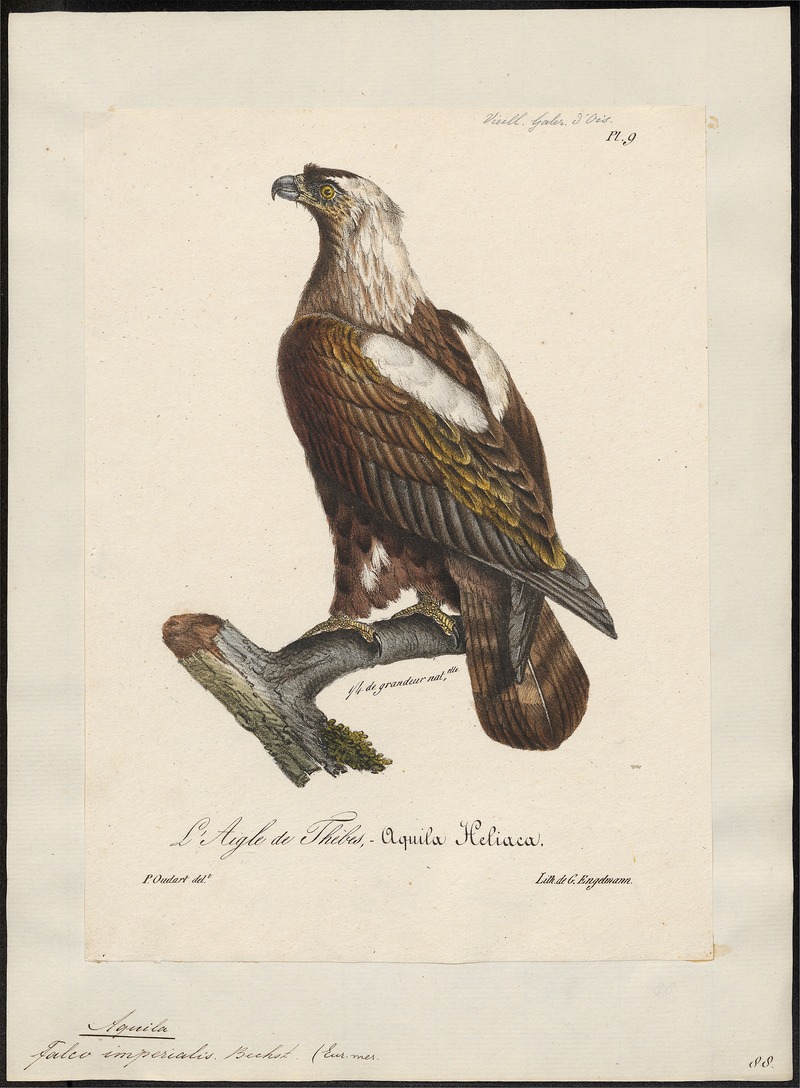 eastern imperial eagle (Aquila heliaca); DISPLAY FULL IMAGE.