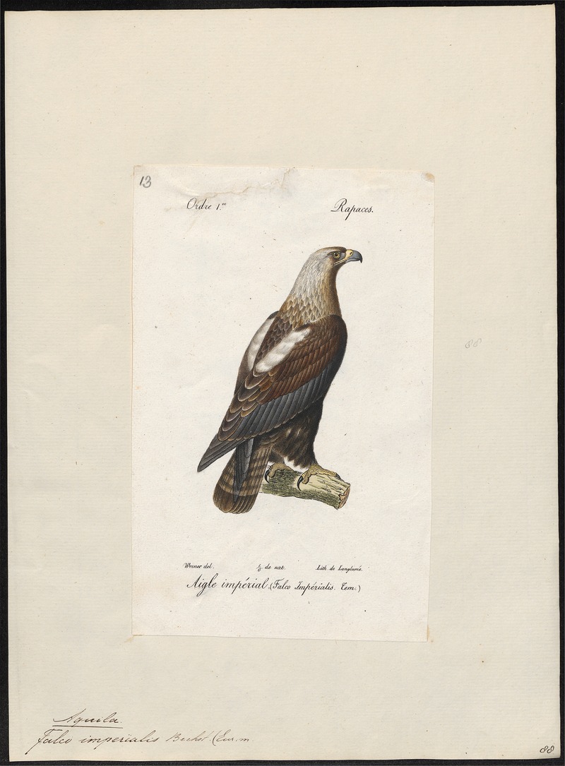 eastern imperial eagle (Aquila heliaca); DISPLAY FULL IMAGE.