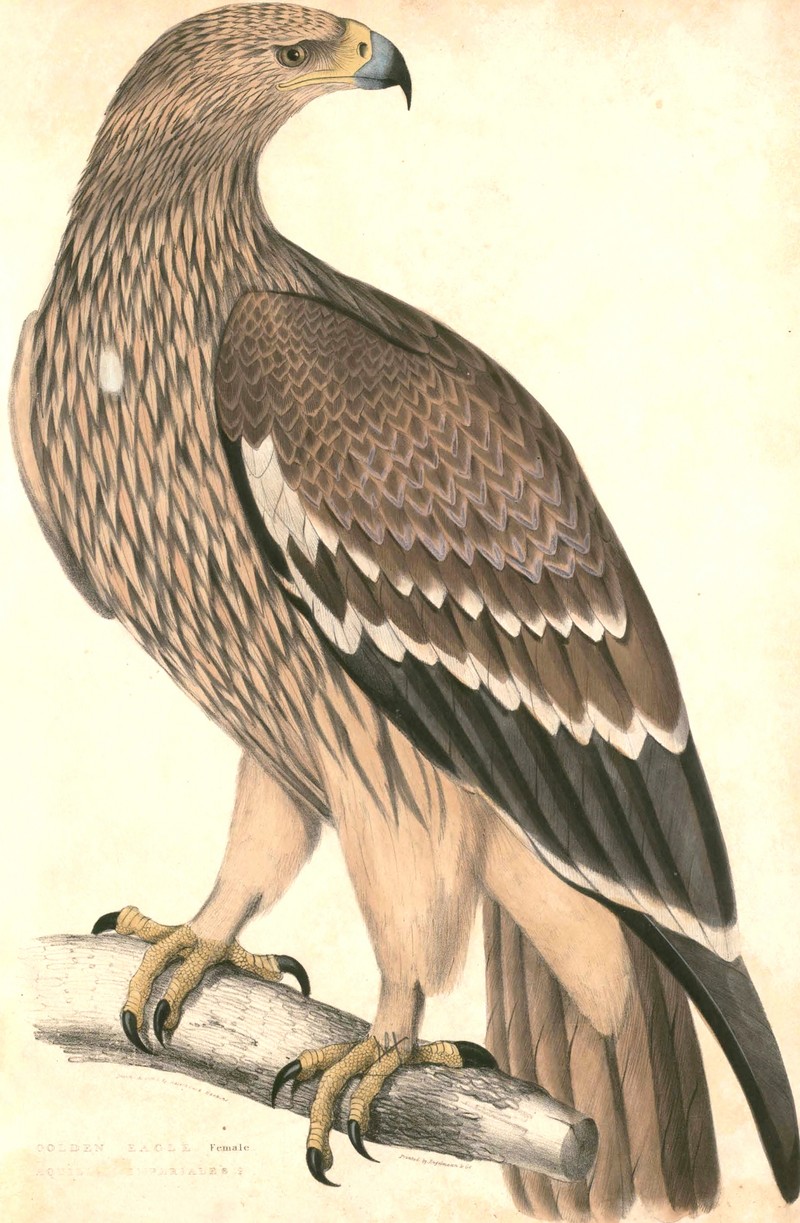 eastern imperial eagle (Aquila heliaca); DISPLAY FULL IMAGE.