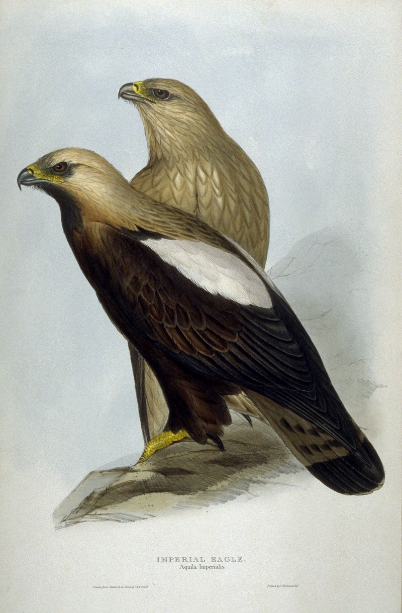 eastern imperial eagle (Aquila heliaca); DISPLAY FULL IMAGE.