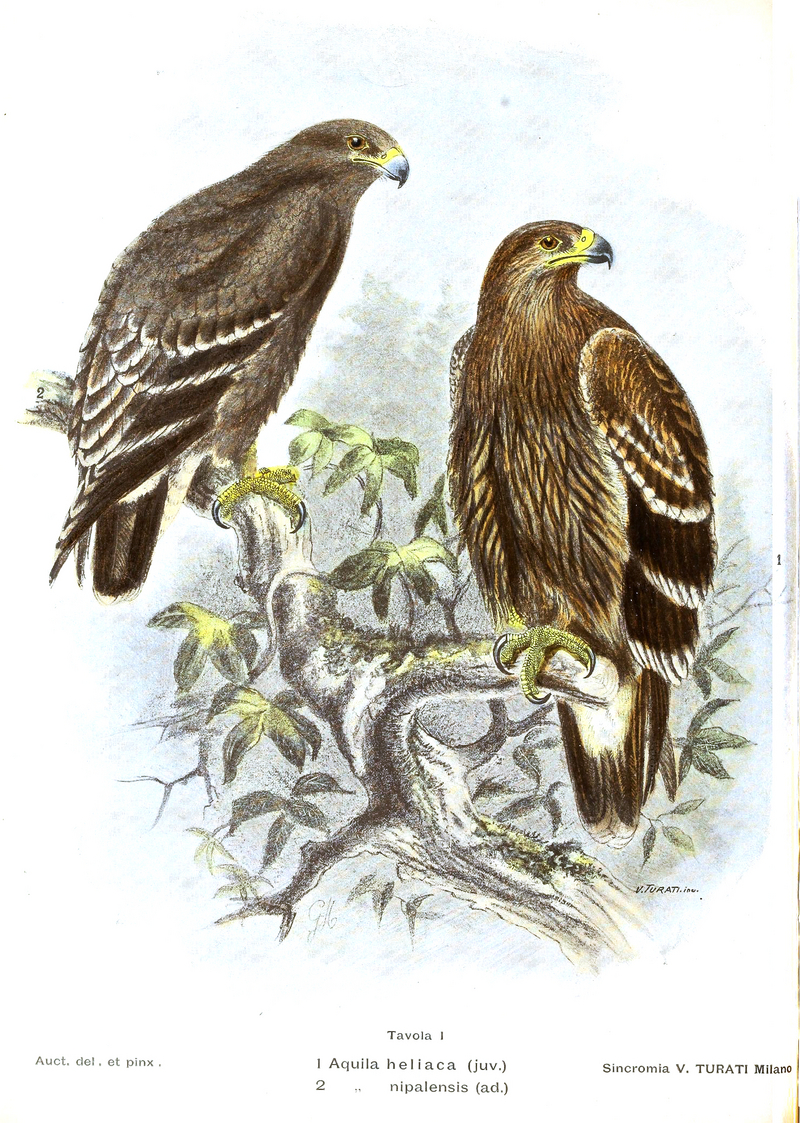 eastern imperial eagle (Aquila heliaca); DISPLAY FULL IMAGE.