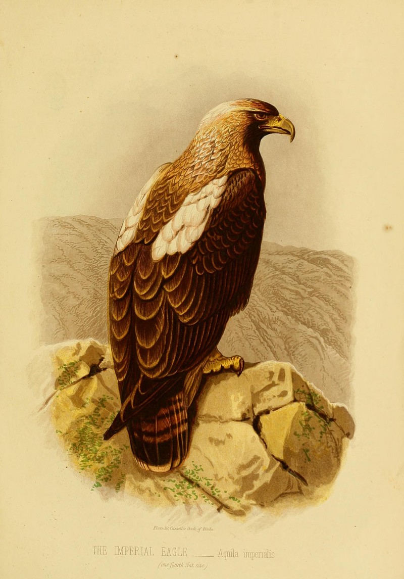 eastern imperial eagle (Aquila heliaca); DISPLAY FULL IMAGE.
