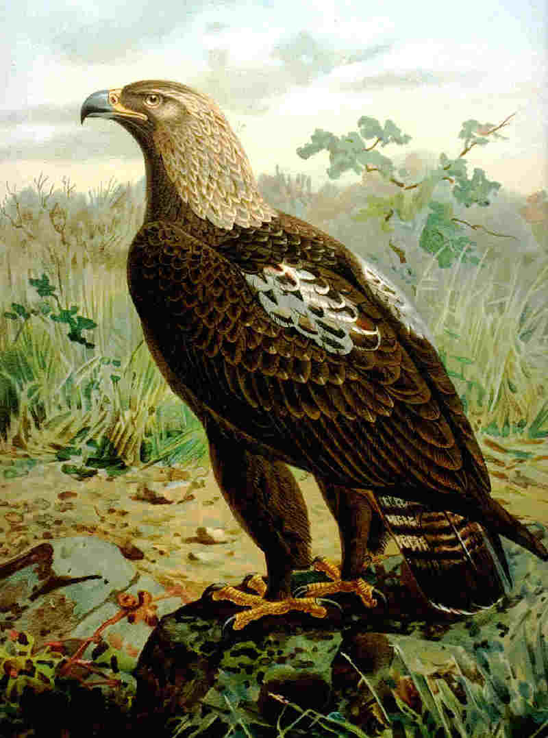 eastern imperial eagle (Aquila heliaca); DISPLAY FULL IMAGE.