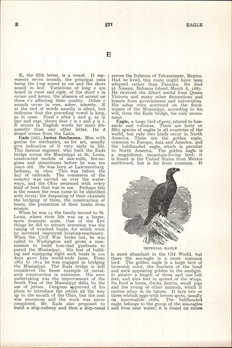 eastern imperial eagle (Aquila heliaca); DISPLAY FULL IMAGE.