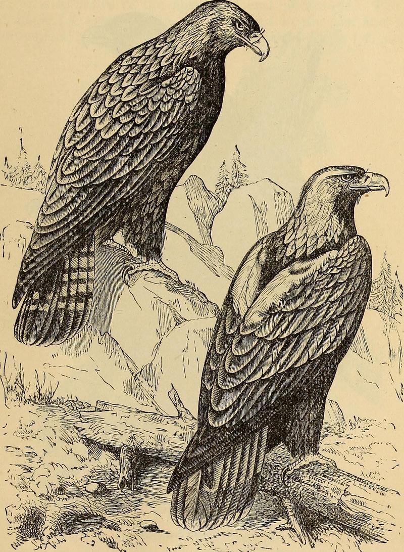 eastern imperial eagle (Aquila heliaca); DISPLAY FULL IMAGE.