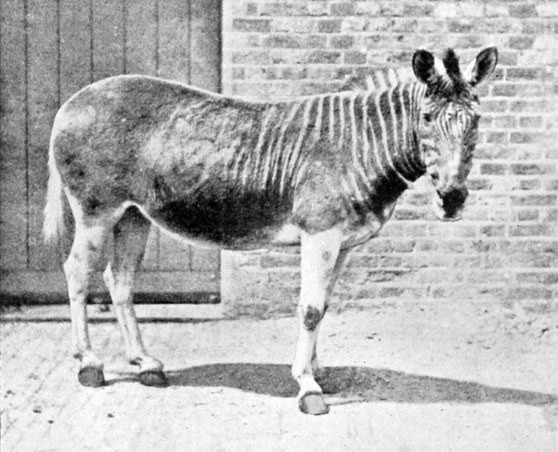 quagga (Equus quagga quagga); DISPLAY FULL IMAGE.