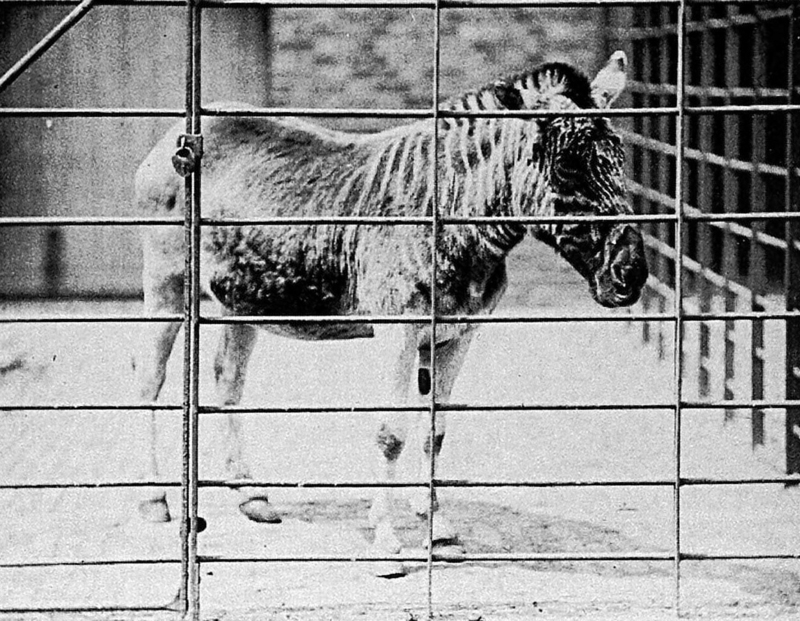 quagga (Equus quagga quagga); DISPLAY FULL IMAGE.