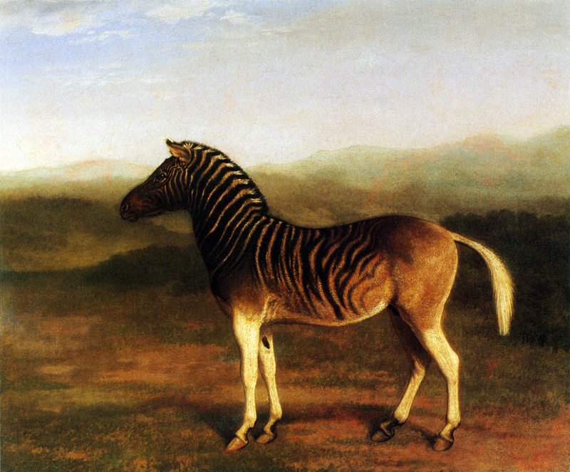 quagga (Equus quagga quagga); DISPLAY FULL IMAGE.