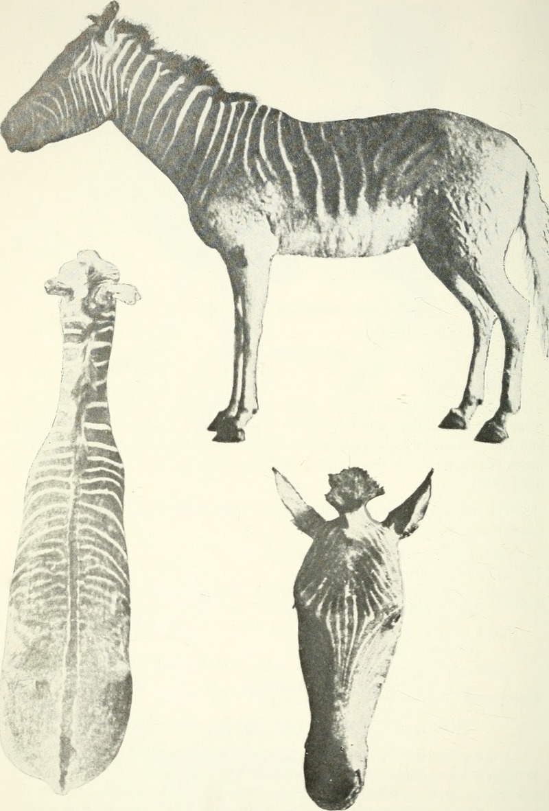 quagga (Equus quagga quagga); DISPLAY FULL IMAGE.