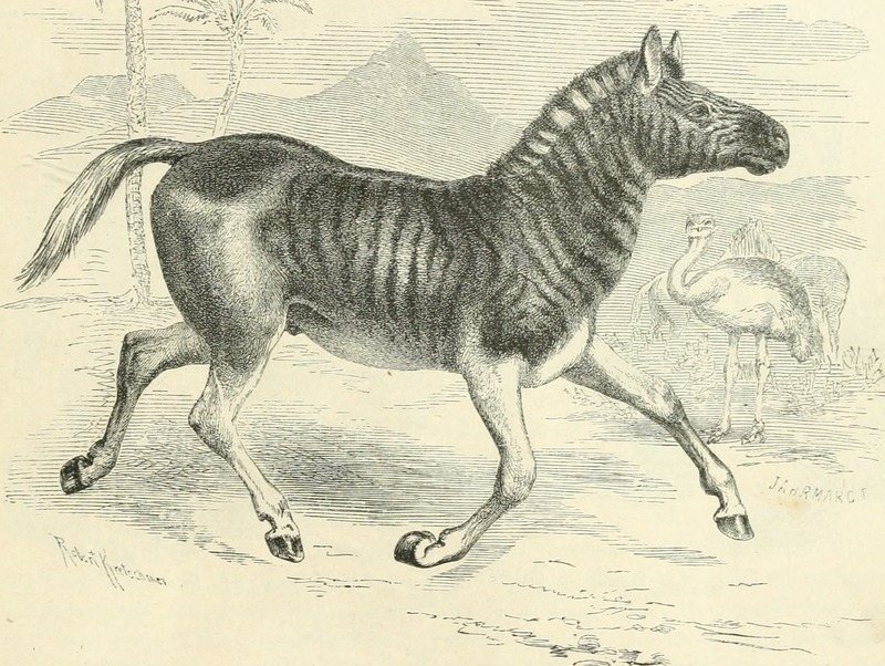 quagga (Equus quagga quagga); DISPLAY FULL IMAGE.