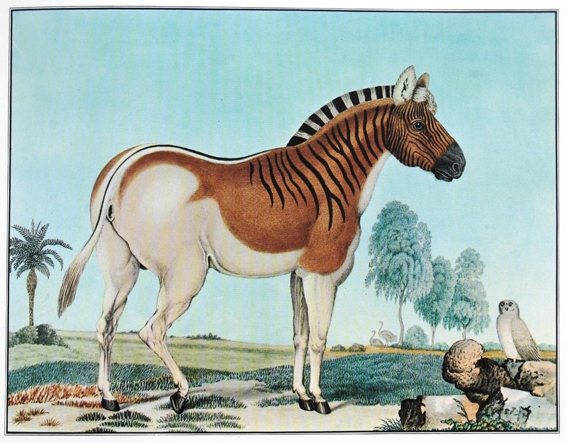quagga (Equus quagga quagga); DISPLAY FULL IMAGE.