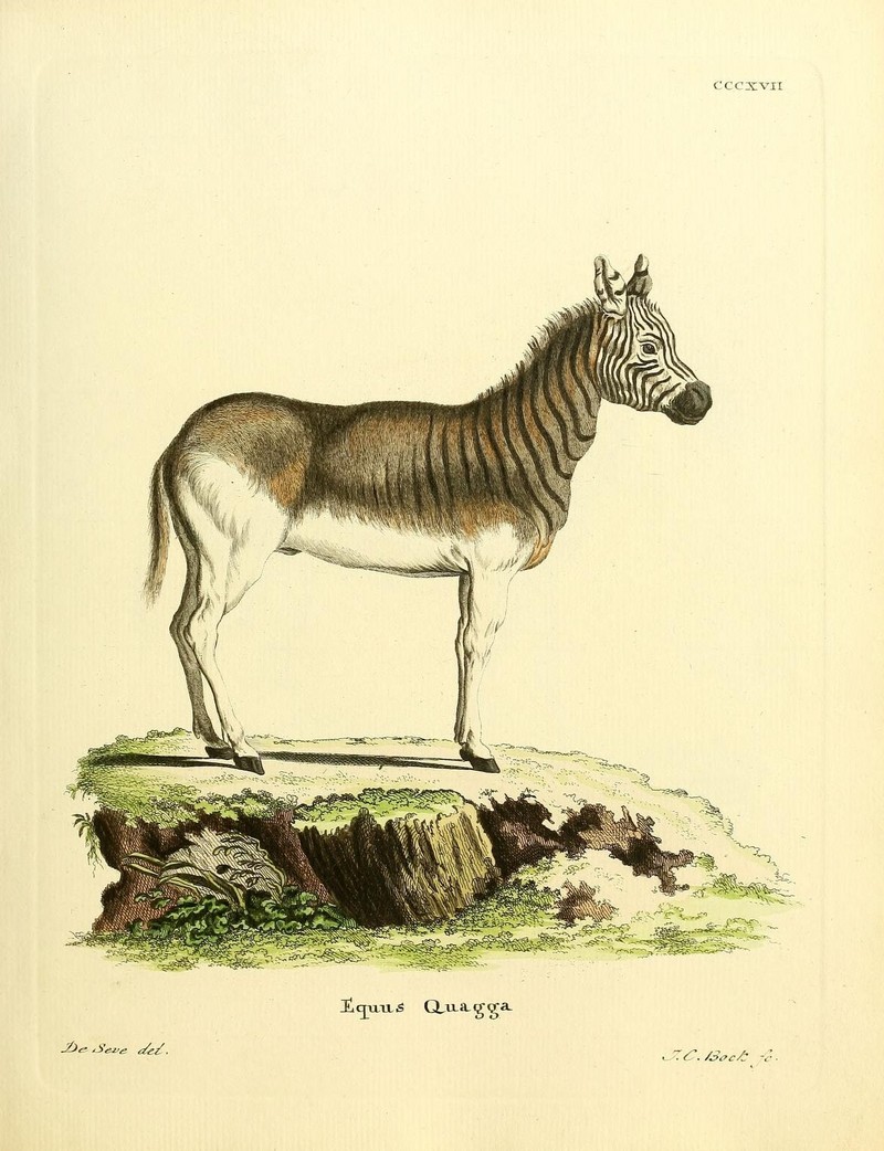quagga (Equus quagga quagga); DISPLAY FULL IMAGE.