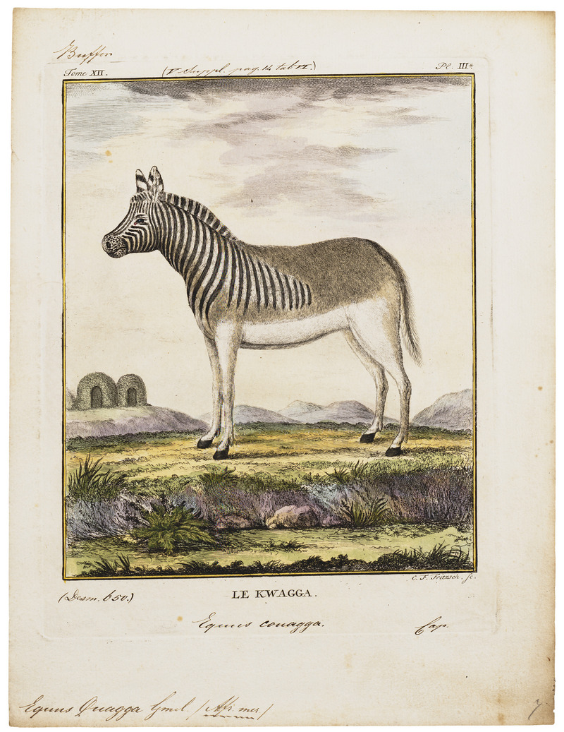 quagga (Equus quagga quagga); DISPLAY FULL IMAGE.