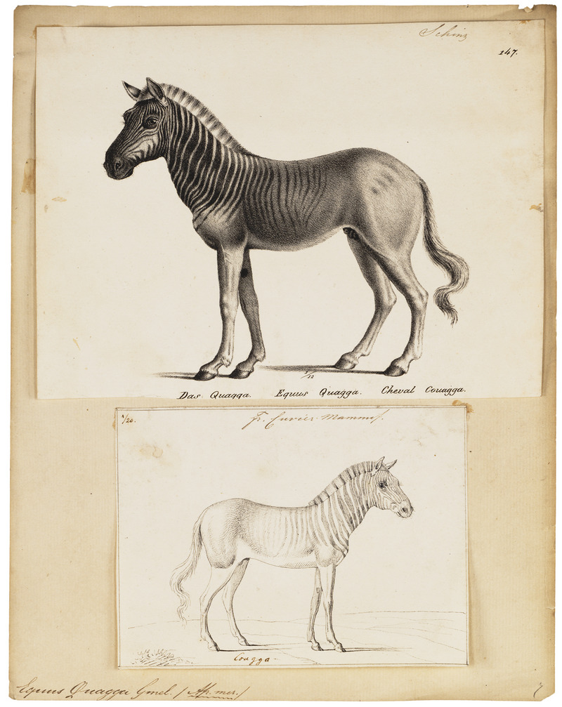quagga (Equus quagga quagga); DISPLAY FULL IMAGE.
