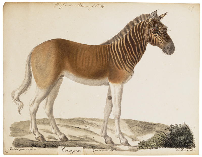 quagga (Equus quagga quagga); DISPLAY FULL IMAGE.