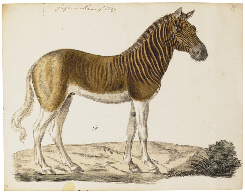 quagga (Equus quagga quagga); DISPLAY FULL IMAGE.