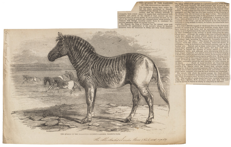 quagga (Equus quagga quagga); DISPLAY FULL IMAGE.