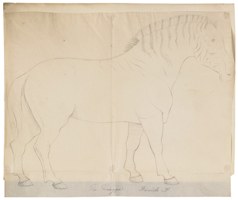 quagga (Equus quagga quagga); DISPLAY FULL IMAGE.